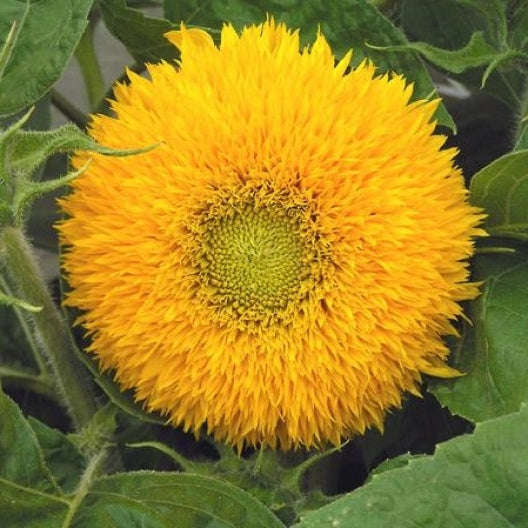 sunflower dwarf teddybear 