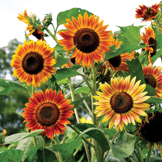 sunflower evening colors 