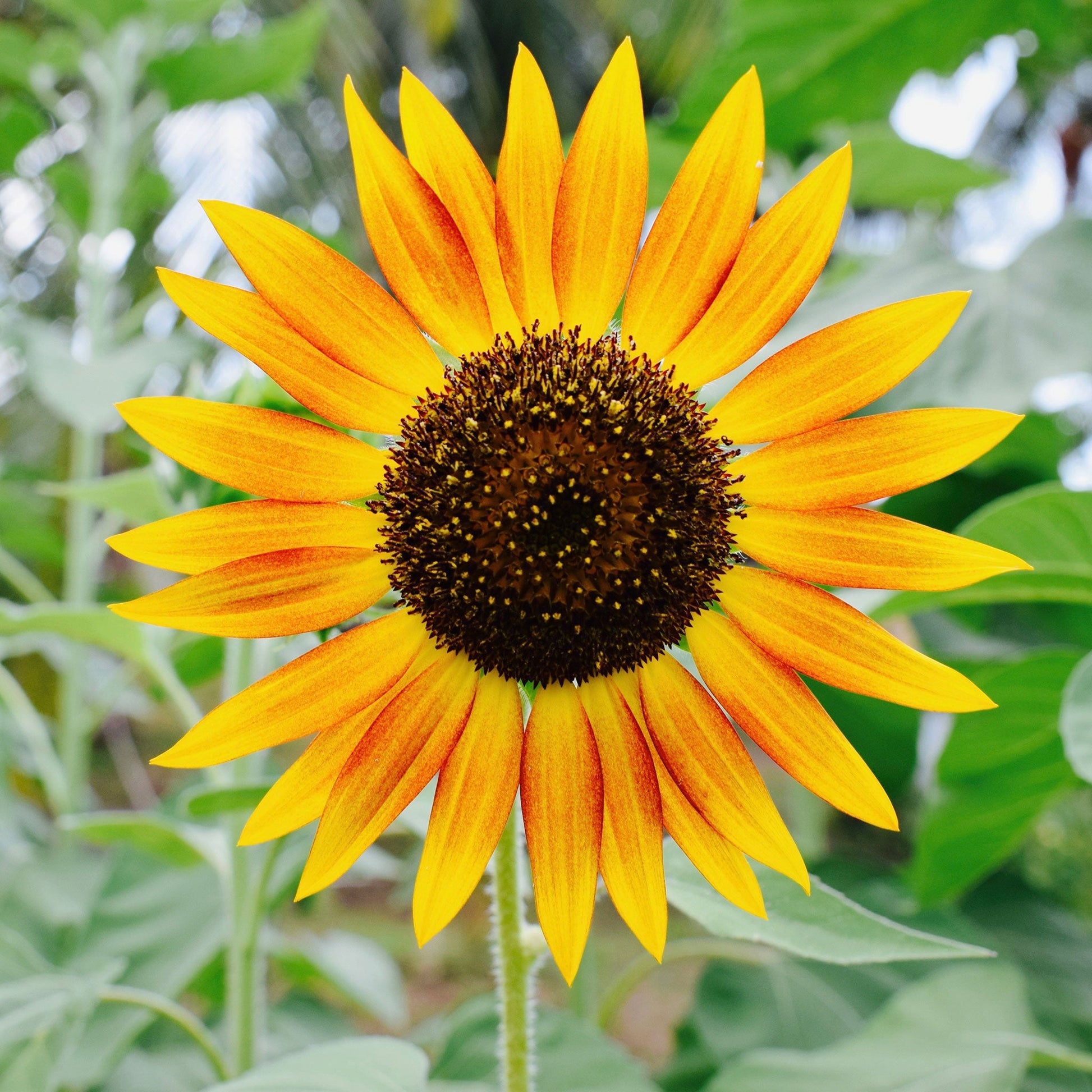 sunflower evening colors 