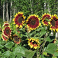 floren sunflower 