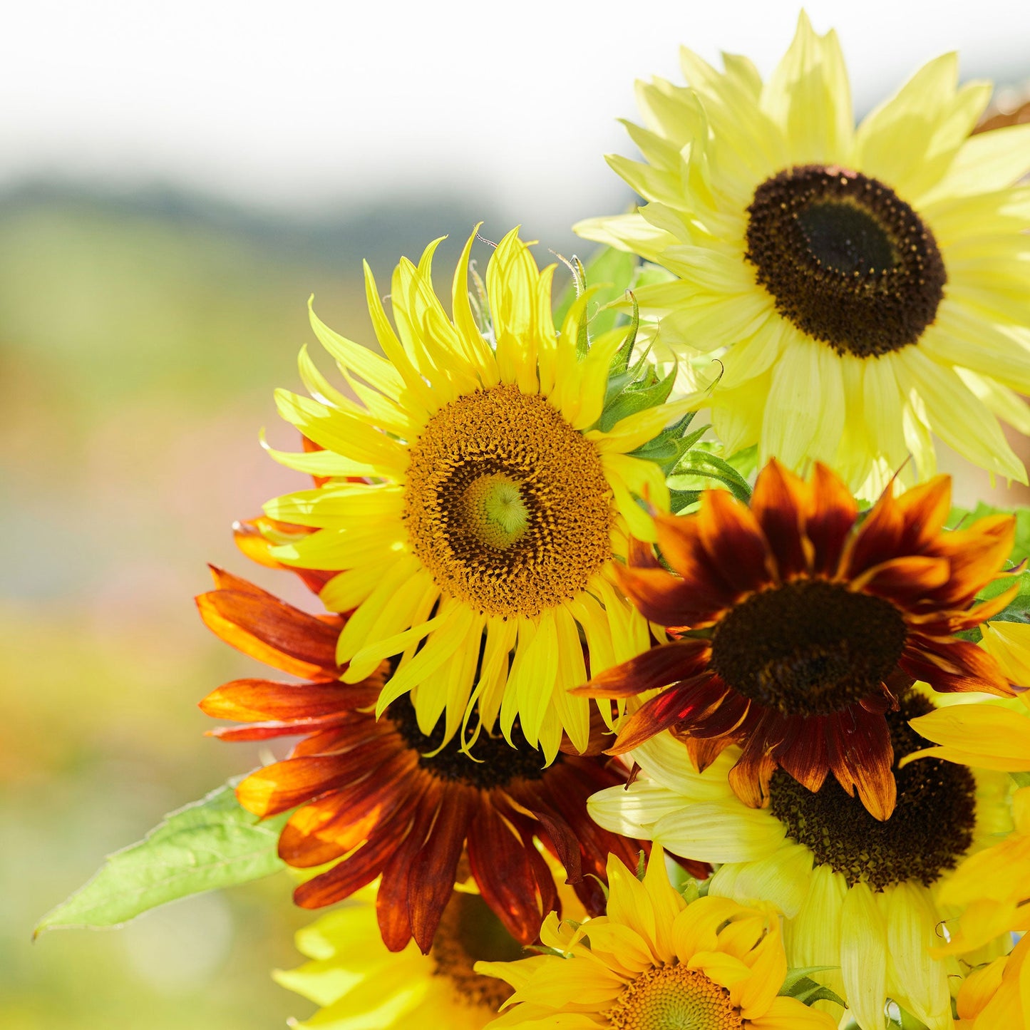 sunflower seeds bulk for planting Bulk Sunflower Seeds - Formula Mix