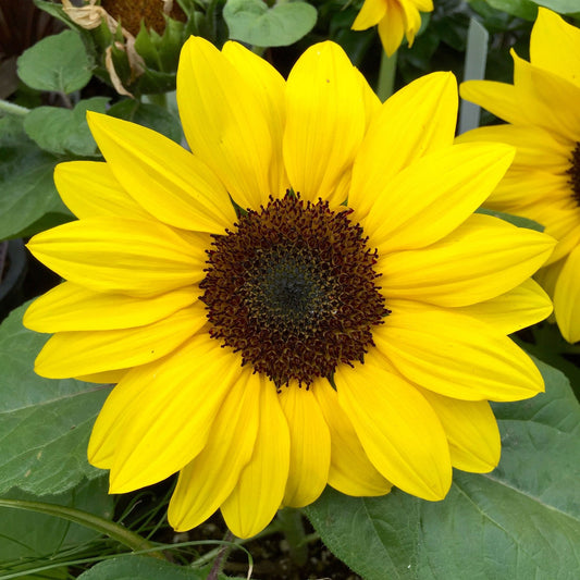 sunflower henry wilde