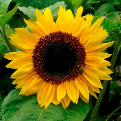 sunflower henry wilde