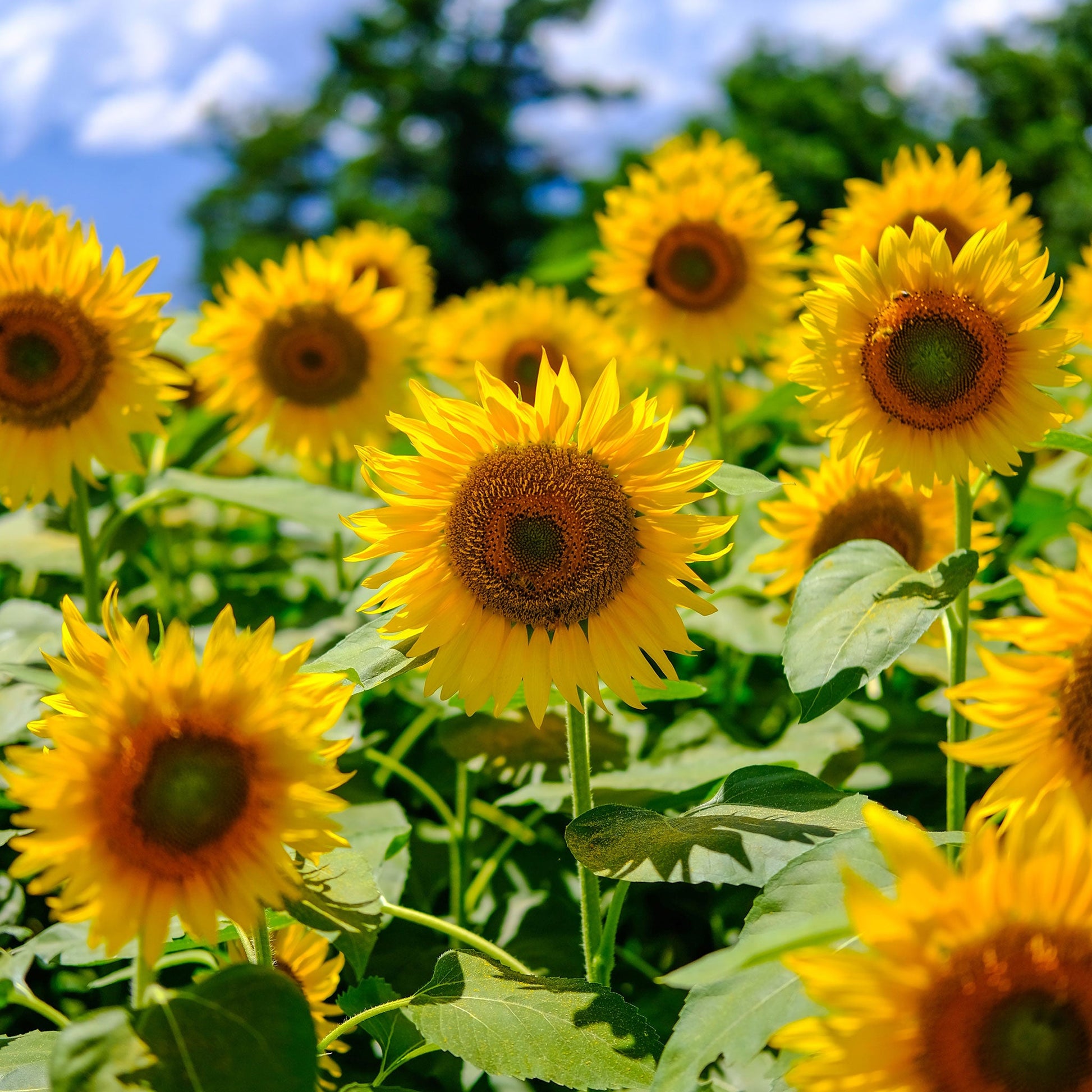 striped sunflower seeds for planting Bulk Sunflower Seeds - Mammoth Grey-Stripe