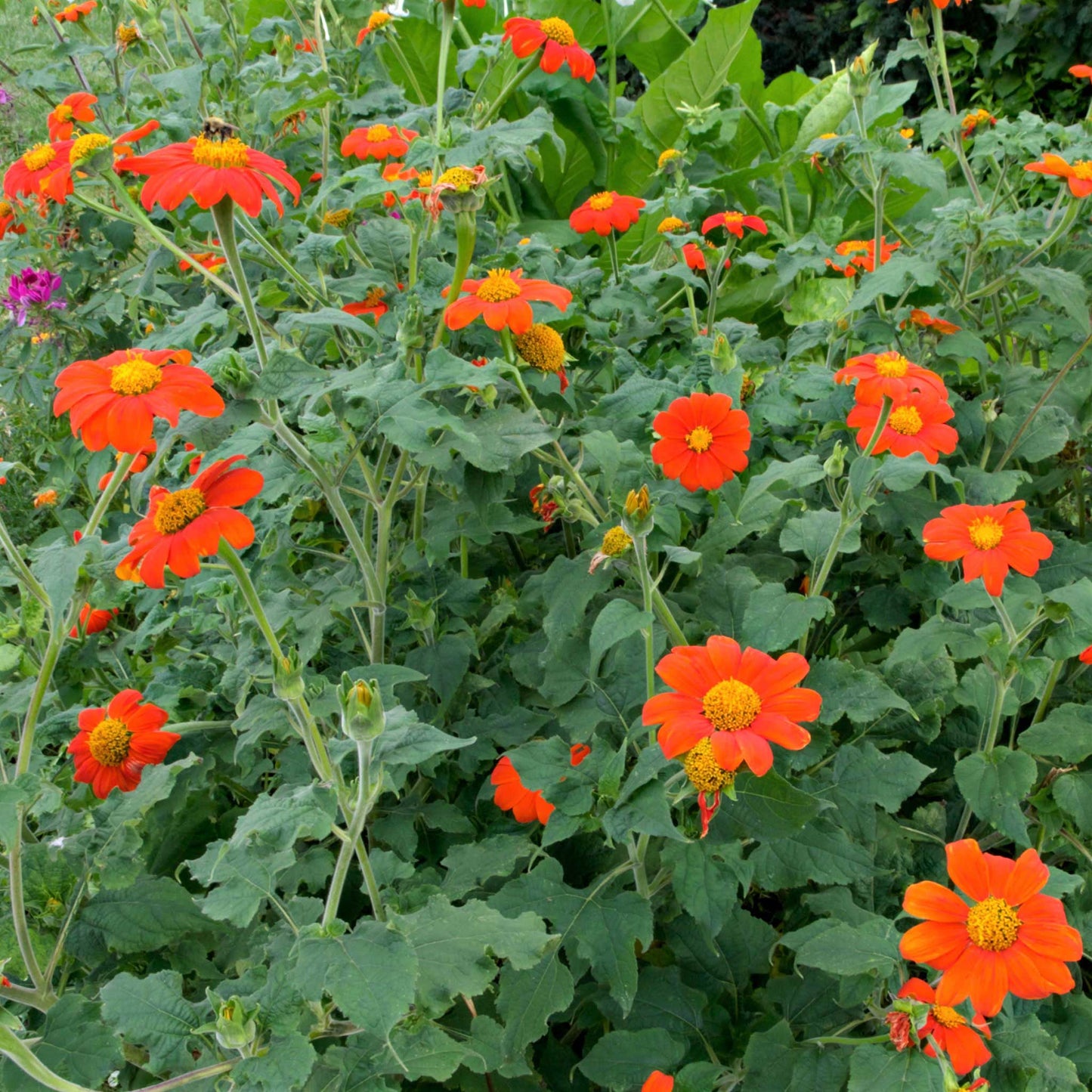 mexican sunflower seed planting Bulk Mexican Sunflower Seeds - Torch