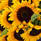 organic sunflower mammoth