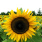 organic sunflower mammoth