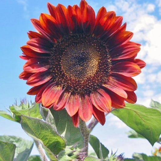 Red Sun Sunflower Seeds – 100 Seeds For Vibrant Red Blooms, Easy To Grow Annual | USDA Zones 1-10