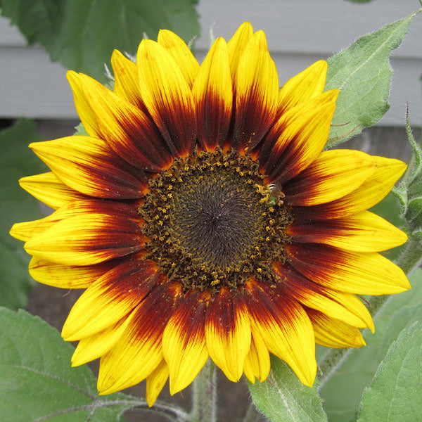 ring of fire sunflower 