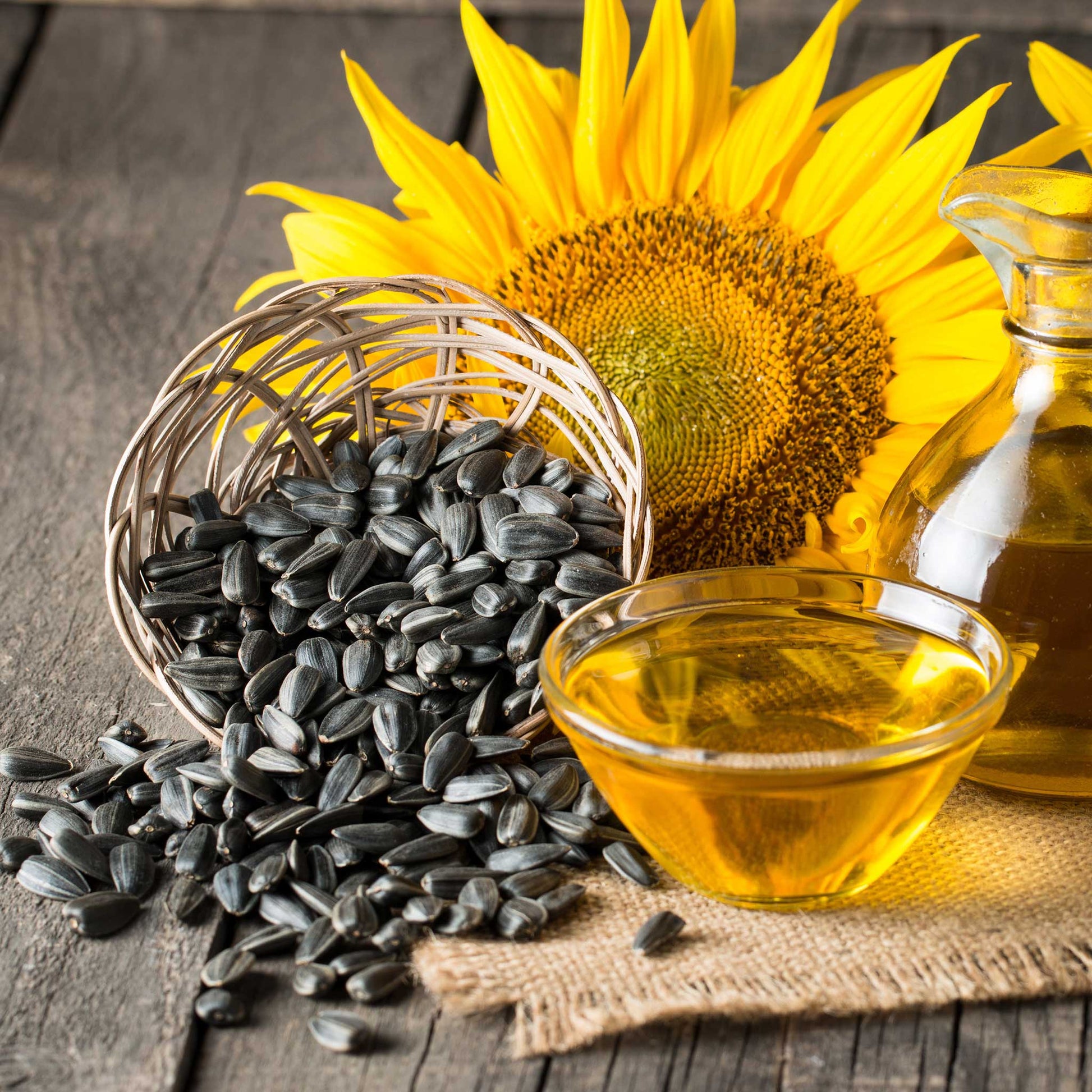sunflower plant seeds for sale Bulk Sunflower Seeds - Black Oil Microgreen