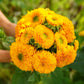sunflower sungold