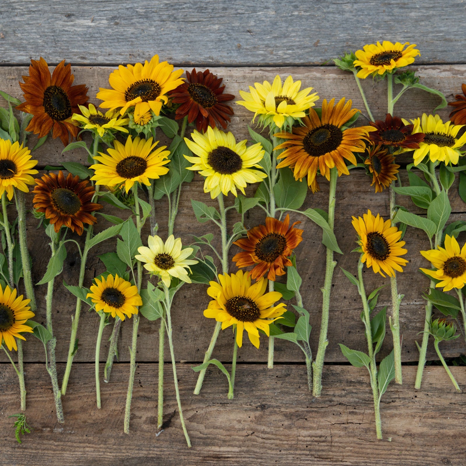 bulk sunflower planting seeds Bulk Sunny - Sunflower Seed Mix