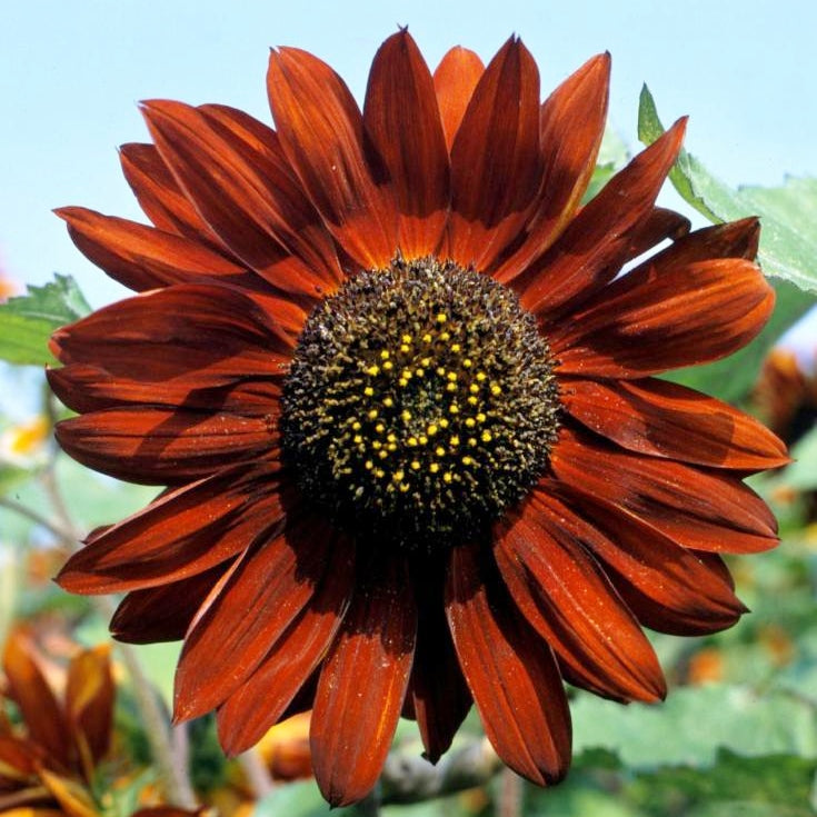 sunflower velvet queen
