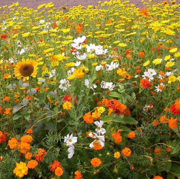 sunset flower seed mix