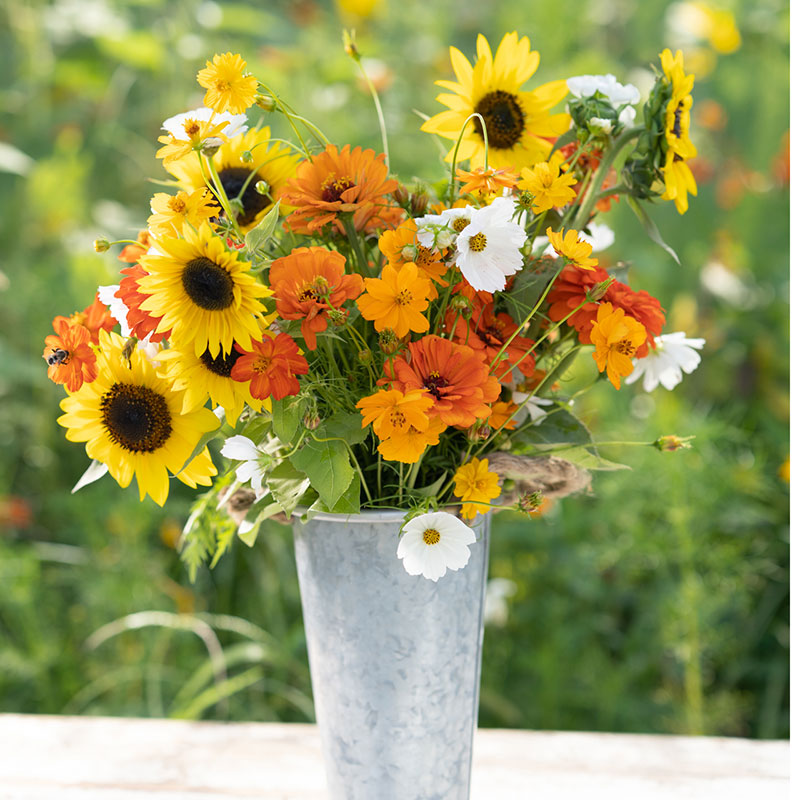 sunset flower seed mix