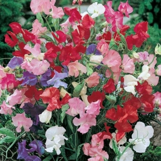 sweet pea bijou 