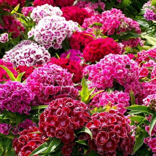 sweet william double mix