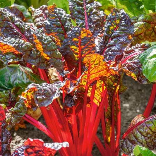 organic swiss chard ruby red