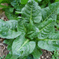 swiss chard perpetual spinach