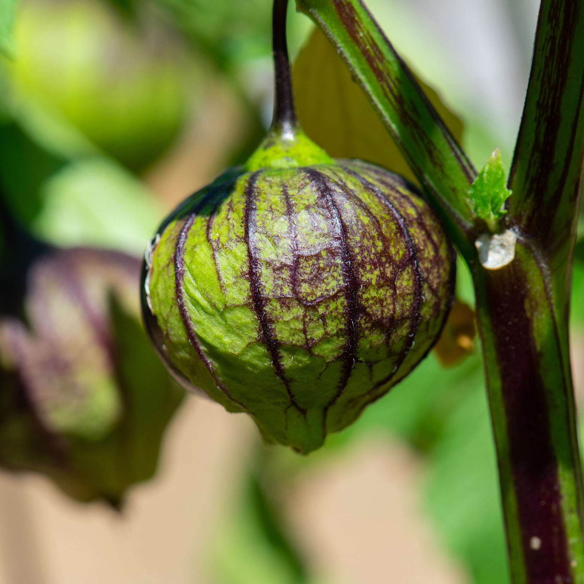 plant tomatillo seeds Bulk Tomatillo Seeds - Purple