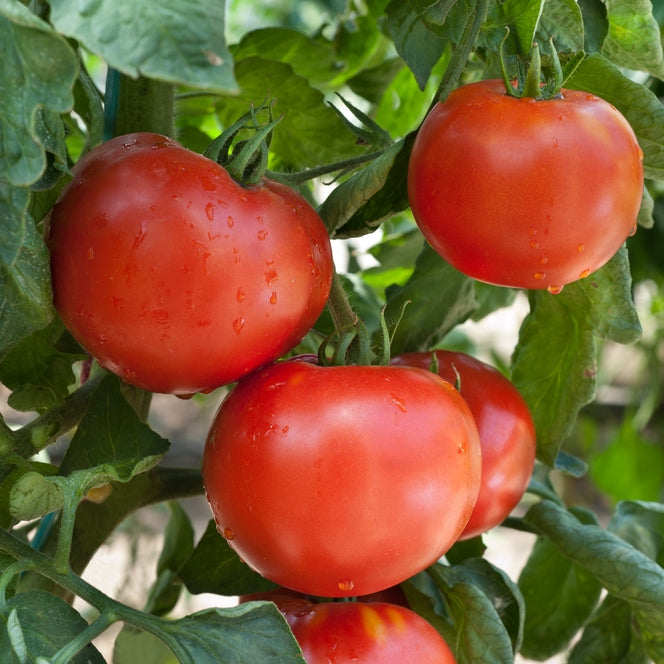 druzba tomato 