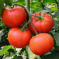 tomato homestead