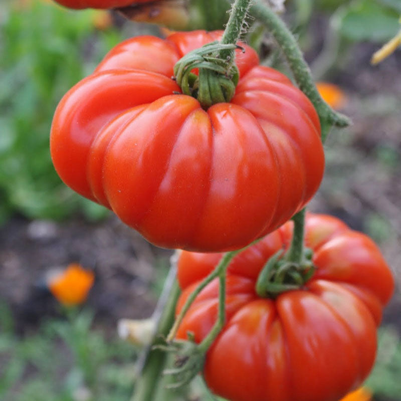tomato marmande vf