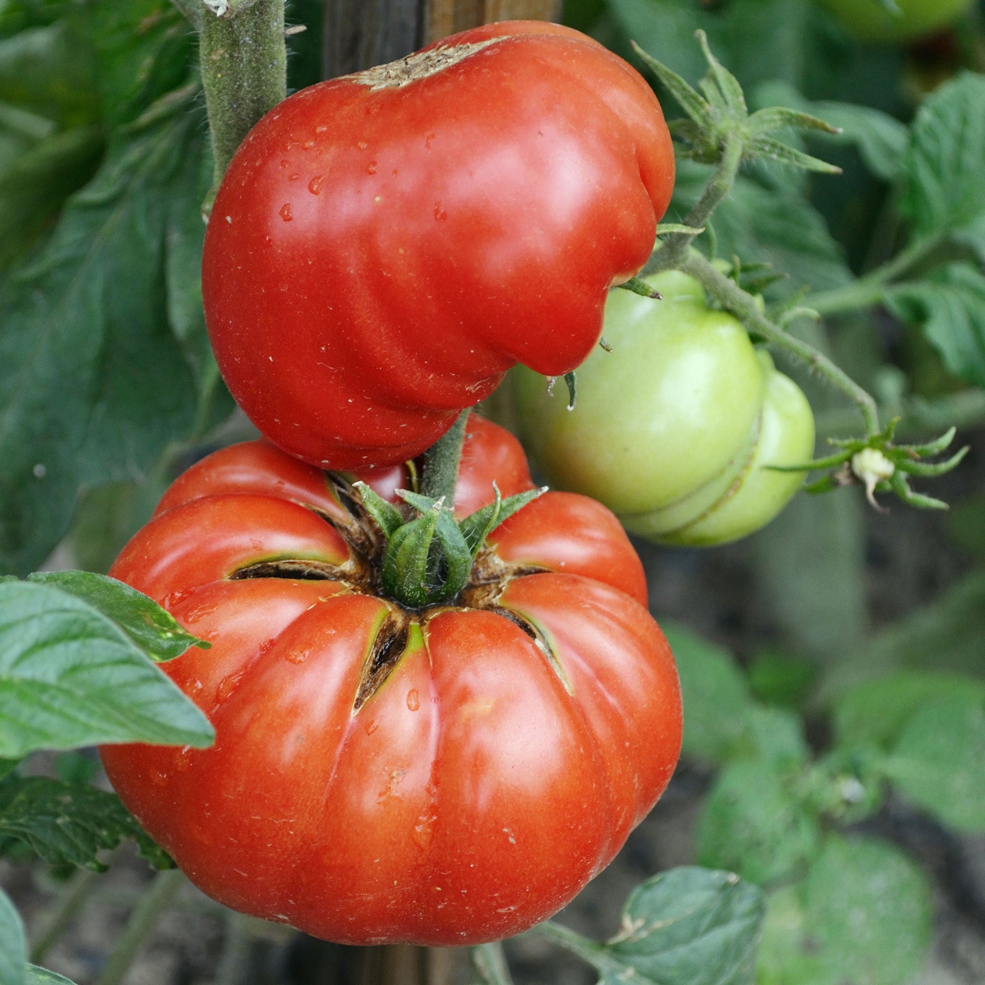 mortgage lifter tomato 