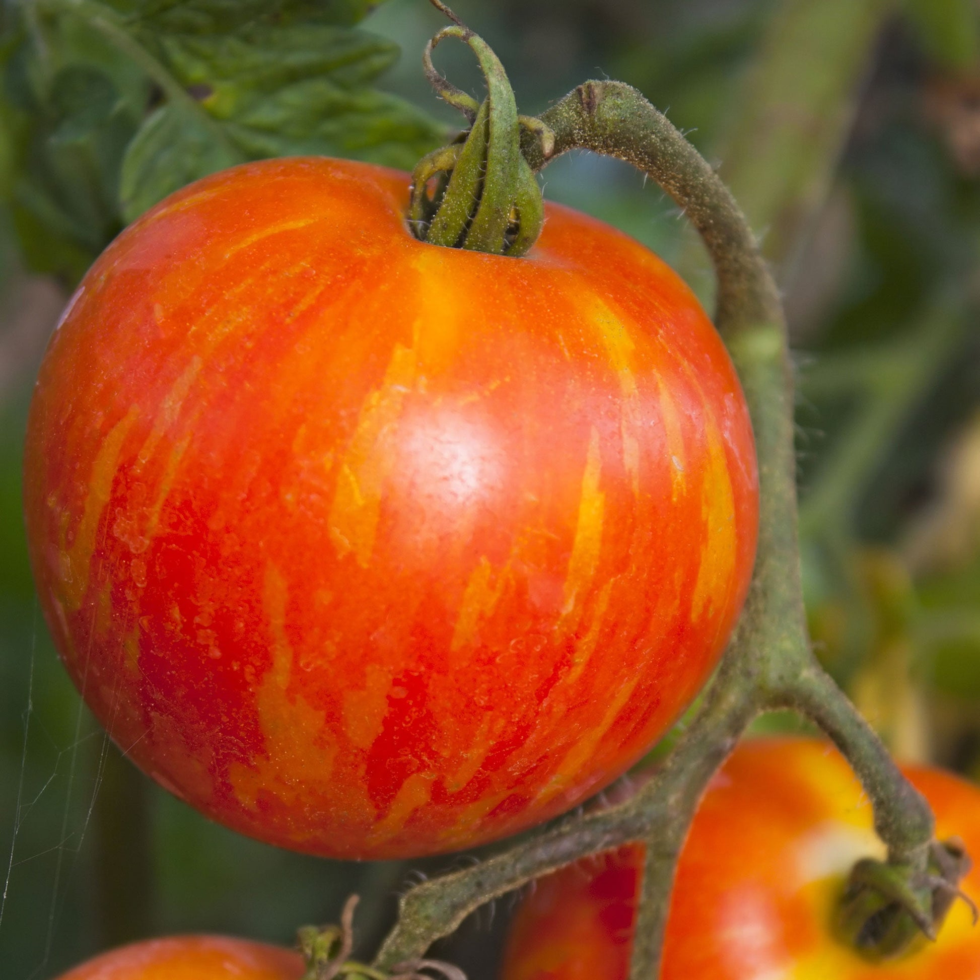 tomato mr stripey