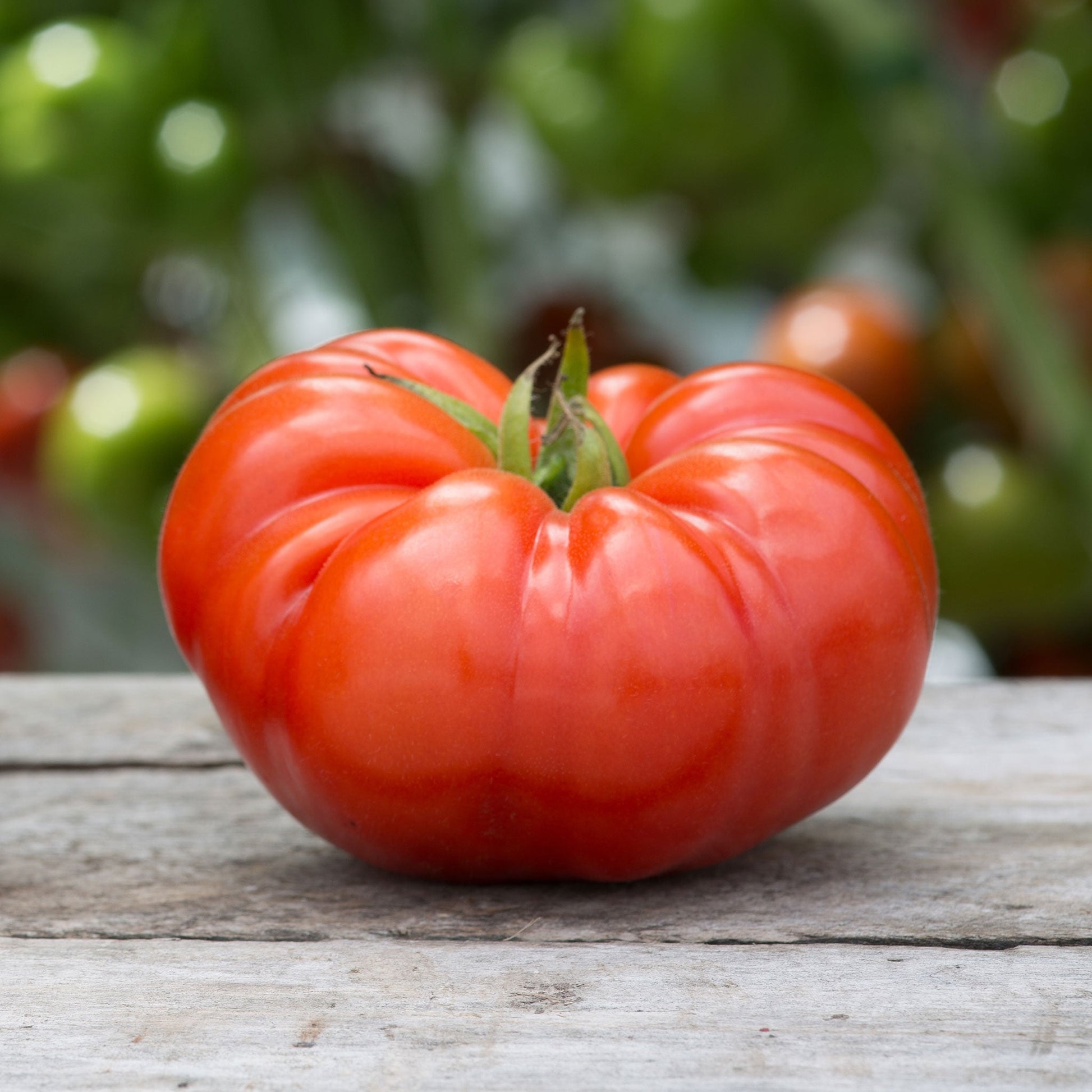 organic tomato beefsteak