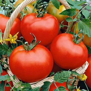 organic floradade tomato 