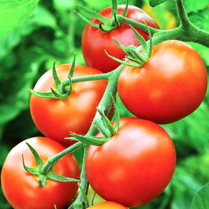 organic moneymaker tomato 