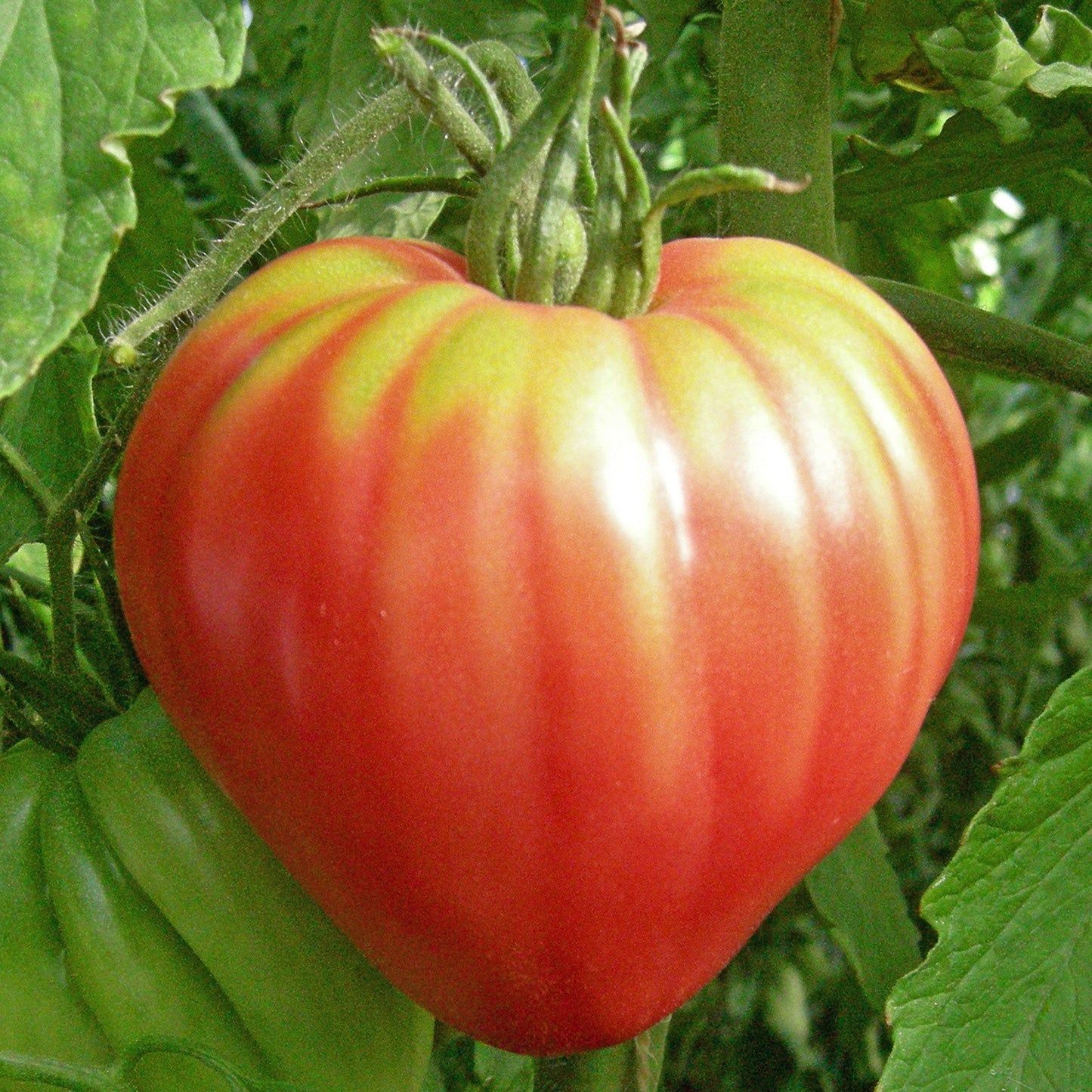 pink oxheart tomato 