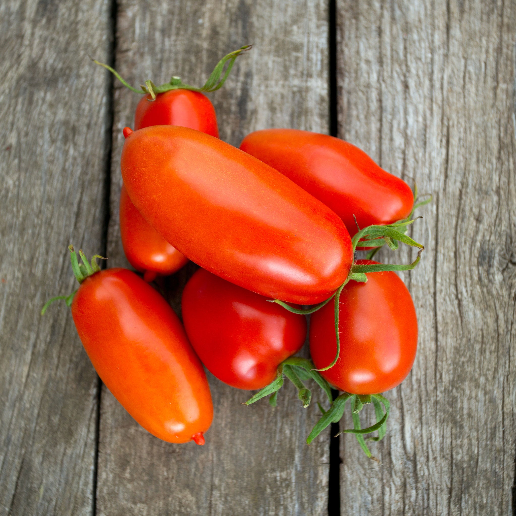 Bulk Tomato Seeds Roma Bulk Seed Store Bulk Tomato Seeds Roma Bulk Seed Store