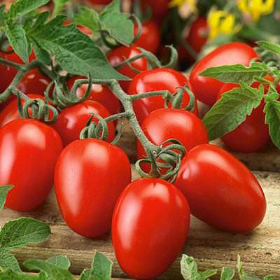 tomato roma VF