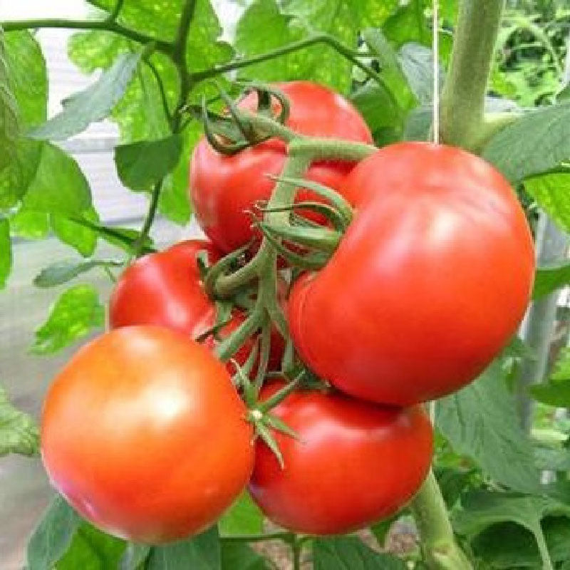 tomato rutgers
