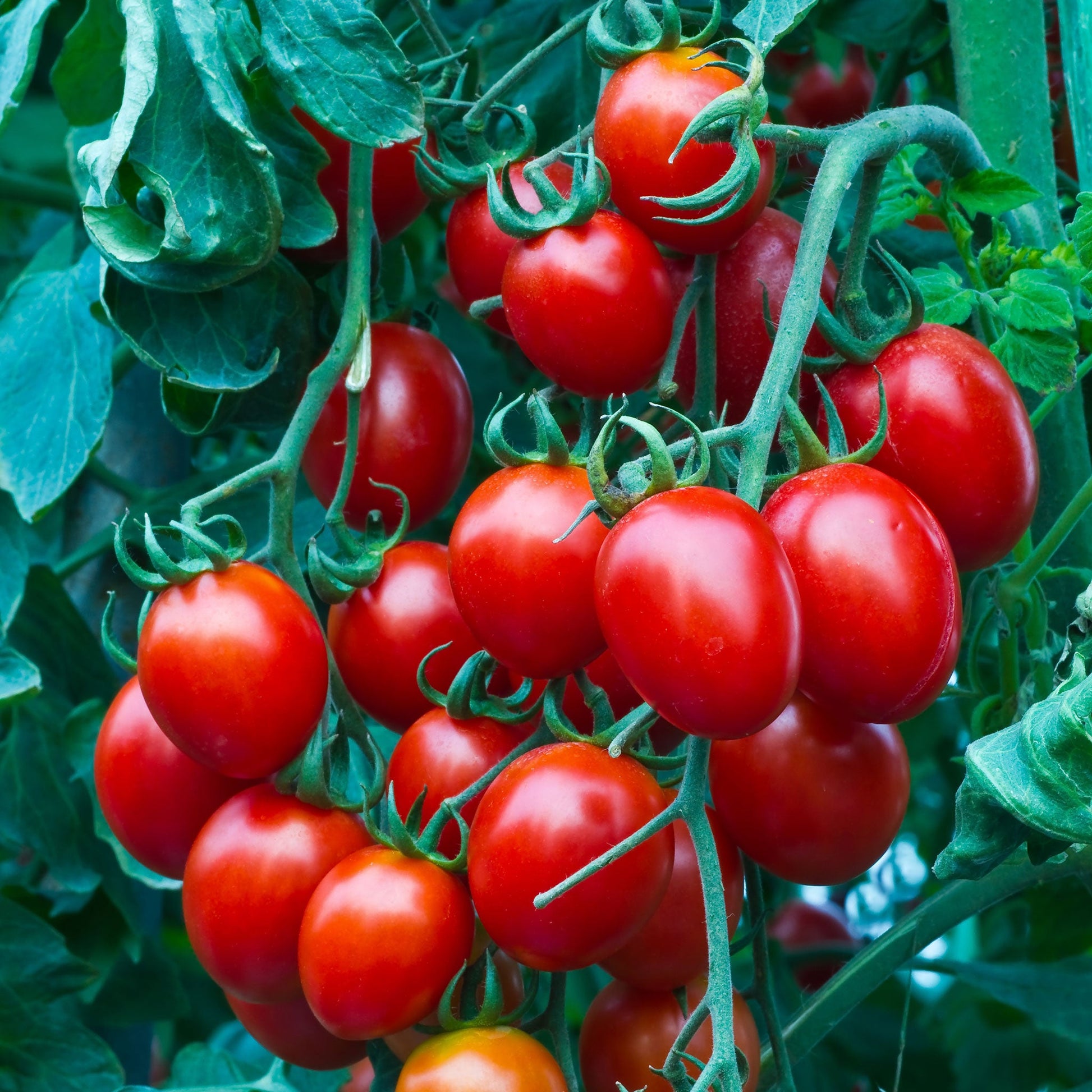 small red cherry tomato 