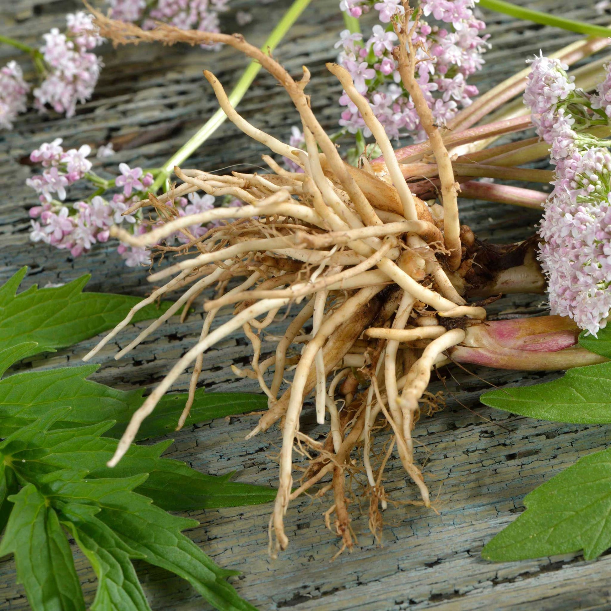 valerian plant seeds Bulk Valerian Seeds