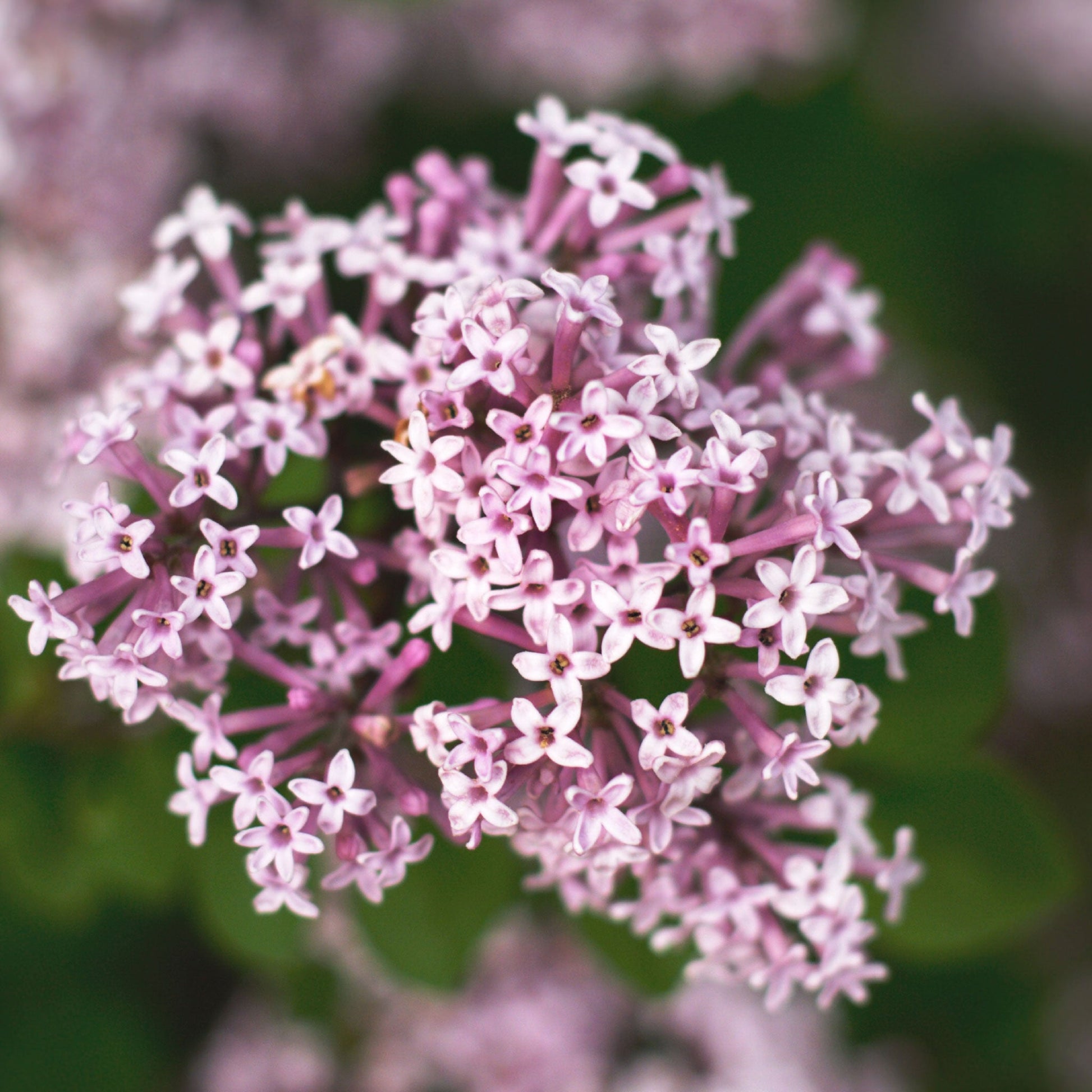 valerian flower seeds Bulk Valerian Seeds