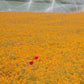 siberian wallflower 
