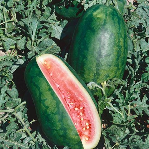 watermelon congo