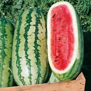 georgia rattlesnake watermelon 