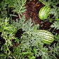 georgia rattlesnake watermelon 