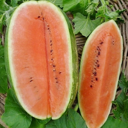 organic jubilee improved watermelon 