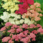 yarrow colorado mix