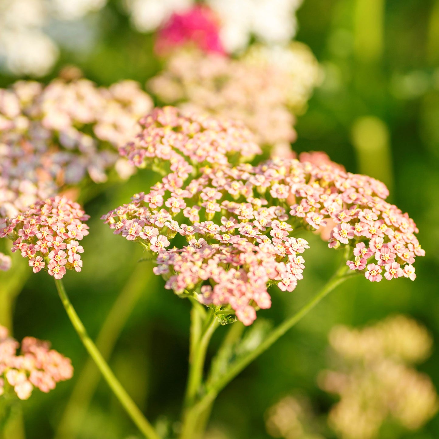 yarrow colorado mix