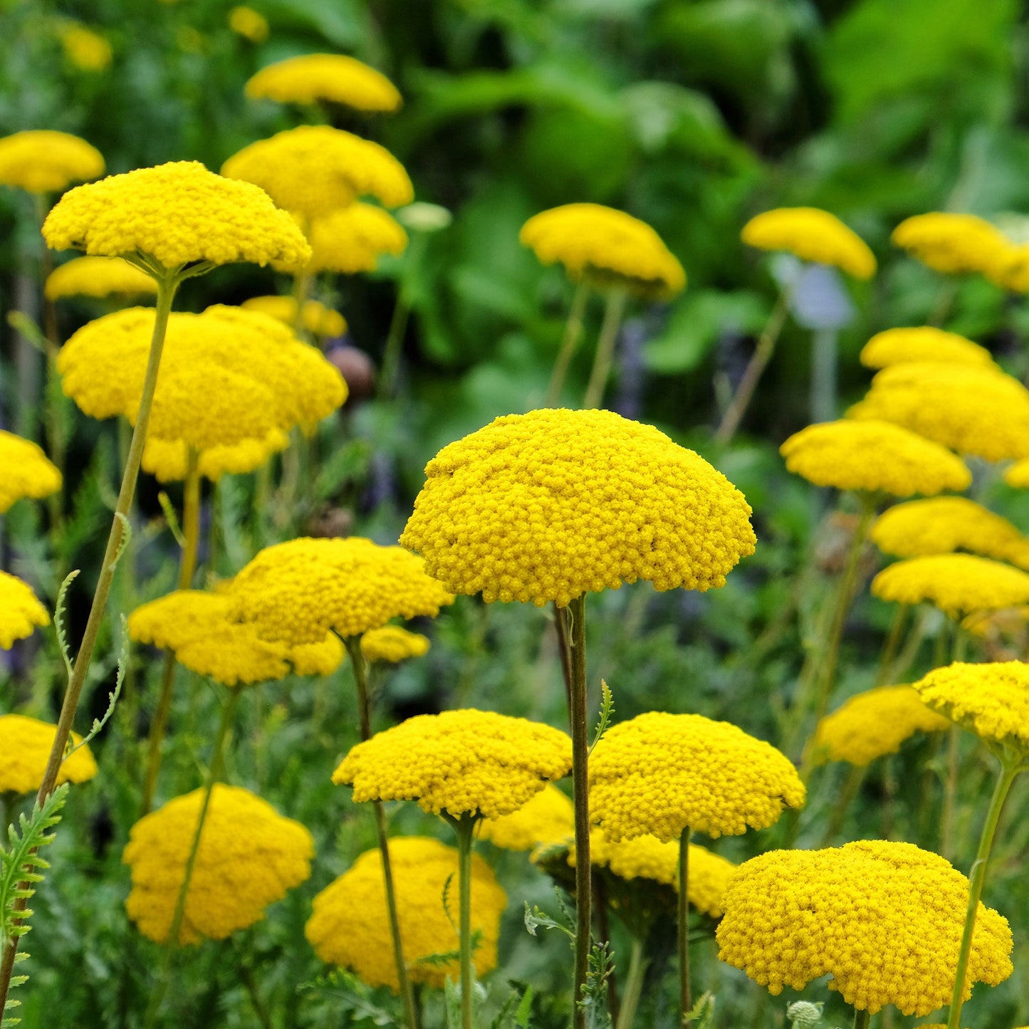 a plant grown from a round yellow seed Bulk Gold Yarrow Seeds