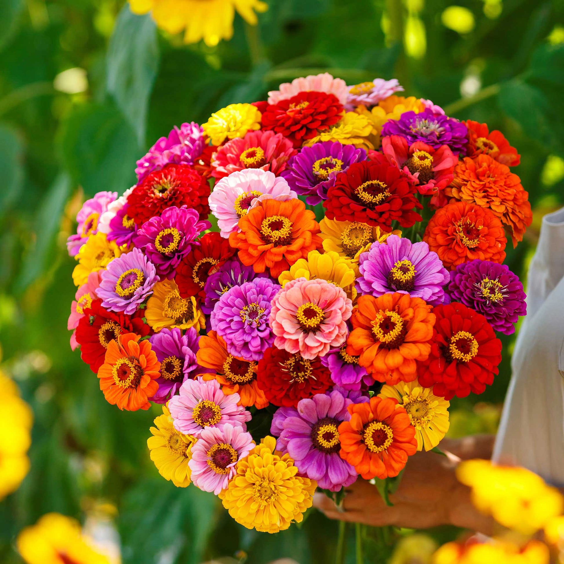 flower seeds zinnia Bulk Zinnia Seeds - California Giants