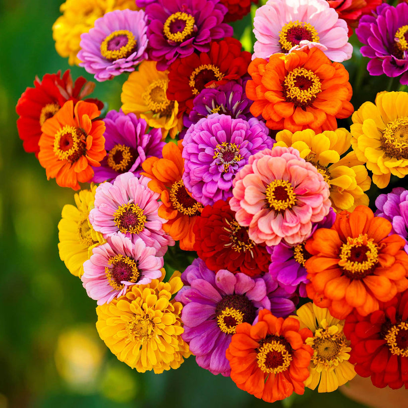 Bulk Zinnia Seeds California Giants Bulk Seed Store