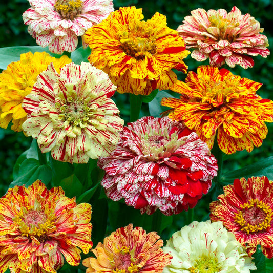 zinnia candystripe